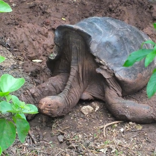 Galapagos- Riesenschildkröte (Blattfresser)