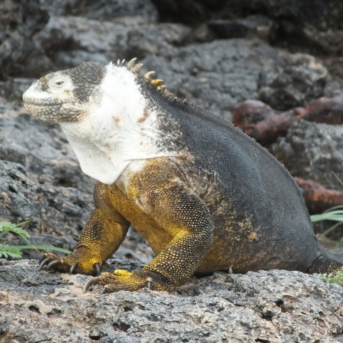 Galapagoswaran (Drusenkopf)