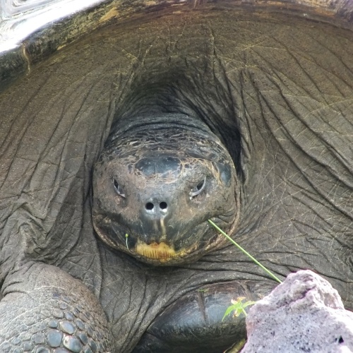 Galapagos- Riesenschildkröte (Grasfresser)