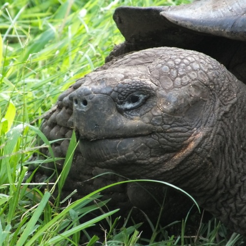 Galapagos- Riesenschildkröte (Grasfresser)