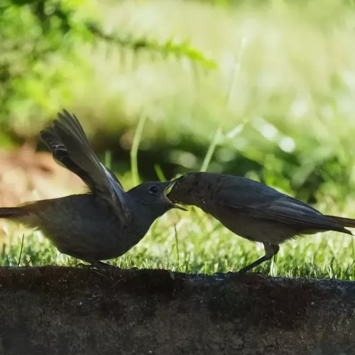 Hausrotschanzweibchen füttert Jungvogel