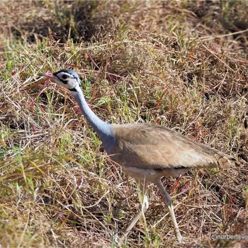 Senegal-Trappe (Eupodotis senegalensis)
