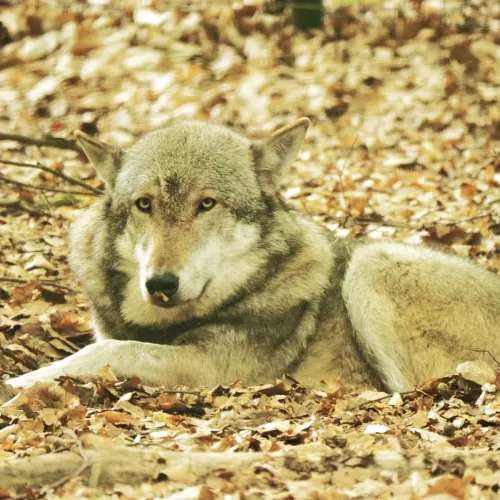 Wolf (Wildpark)